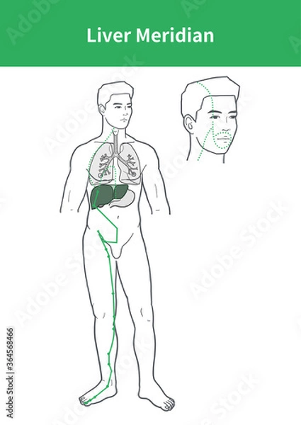 Obraz lver meridian illustration