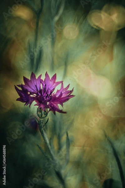 Fototapeta Kornblume