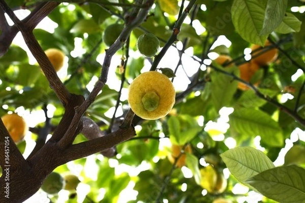 Fototapeta zitonenbaum