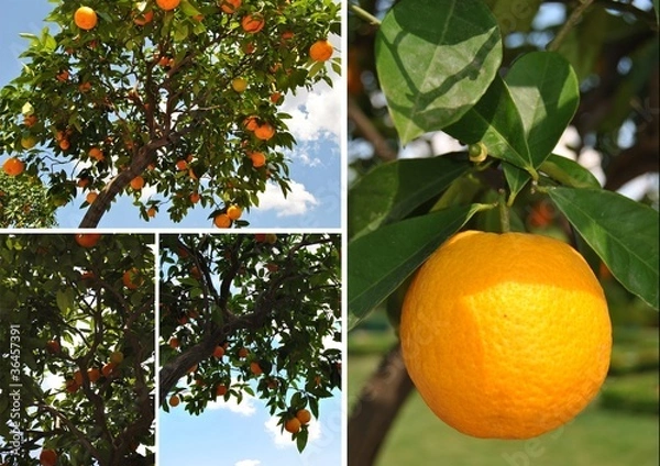 Fototapeta orangenbaum_collage weiß
