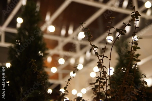 Fototapeta Night tree