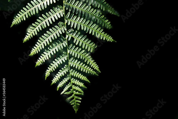 Fototapeta Wurmfarn, Dryopteris filix-mas