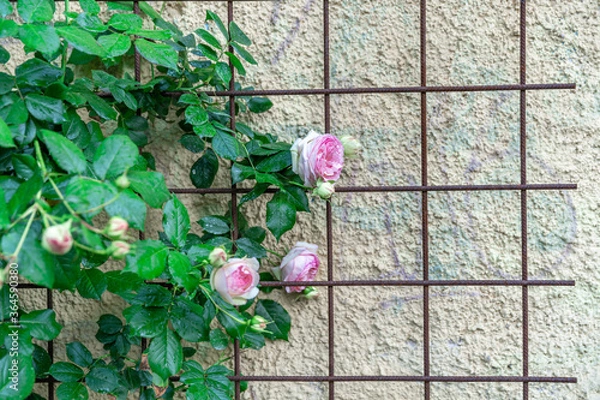Fototapeta roses on a lattice near the wall of the house. copy space