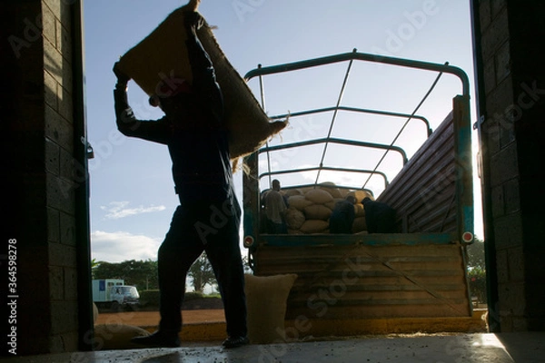 Fototapeta Plantation Workman Inside Coffee Sorting Plant, Ruira, Kenya, Af
