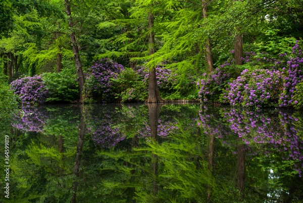 Fototapeta Blossoming rhododendron bushes in the park on the river bank. Flowers and trees are reflected in the water.
