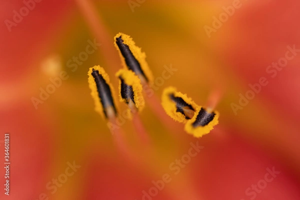 Obraz close up of flower stamen