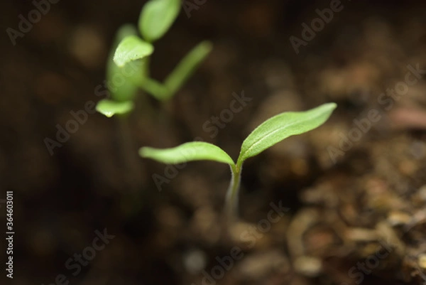 Fototapeta Tomato sprout