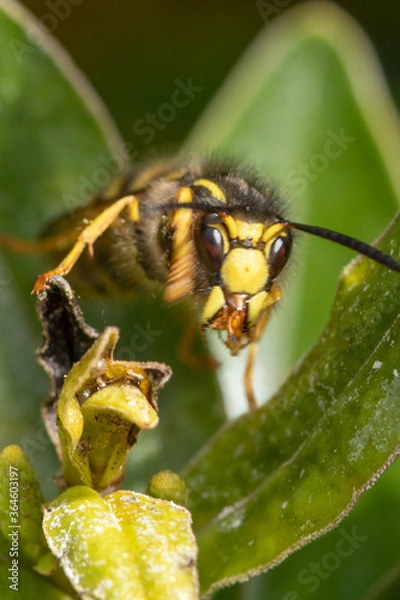 Obraz wasp on a leaf