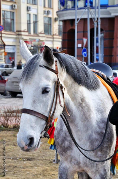 Obraz horses