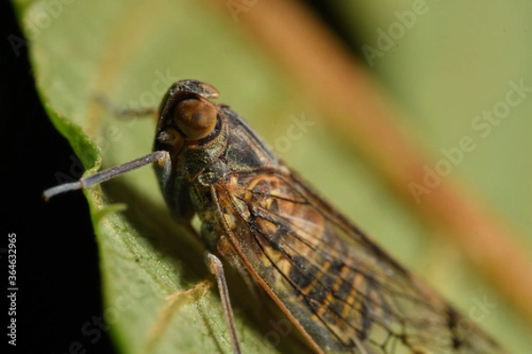 Obraz オオヒシウンカ