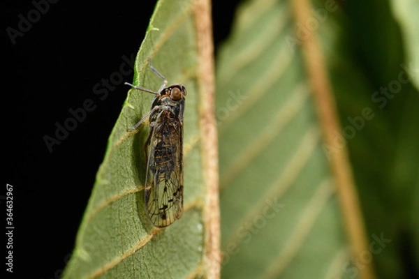 Obraz オオヒシウンカ