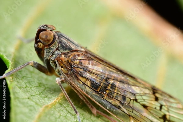 Obraz オオヒシウンカ