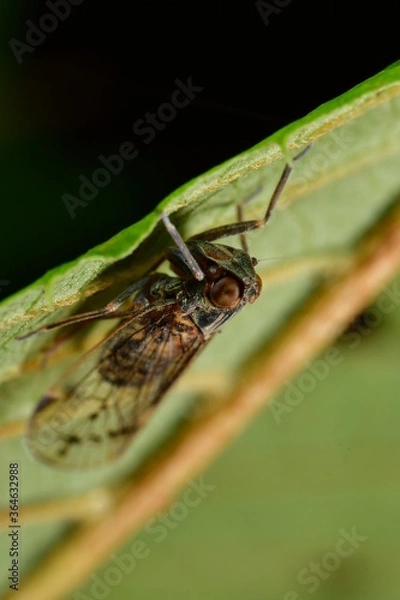 Obraz オオヒシウンカ