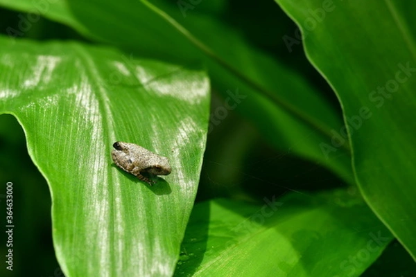 Obraz カジカガエル幼体