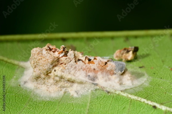 Obraz マイヅルヨコバイタケ