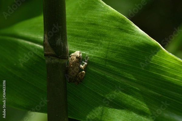Obraz カジカガエル幼体