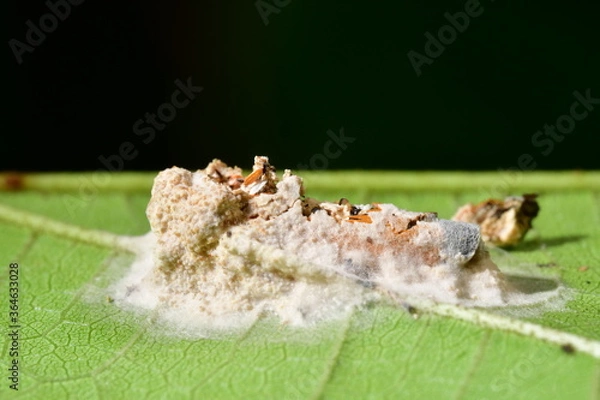 Obraz マイヅルヨコバイタケ