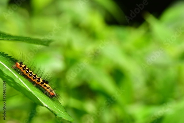 Obraz 毛虫