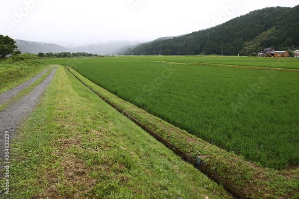Fototapeta 田舎の風景