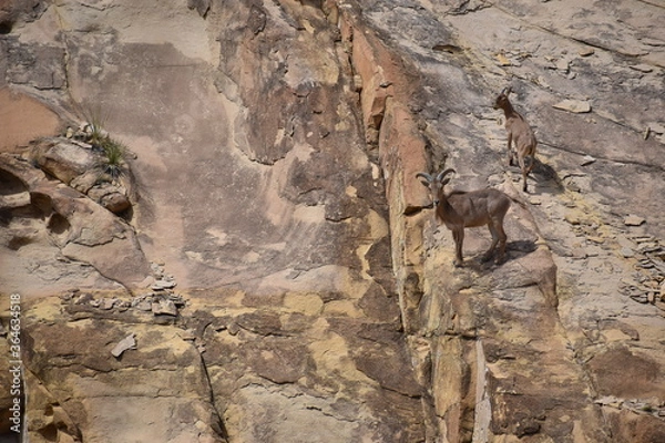 Obraz New Mexico Mountain Goats