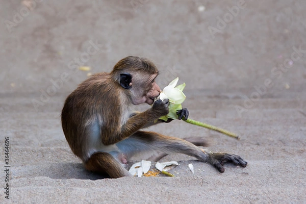 Obraz monkey eating flower