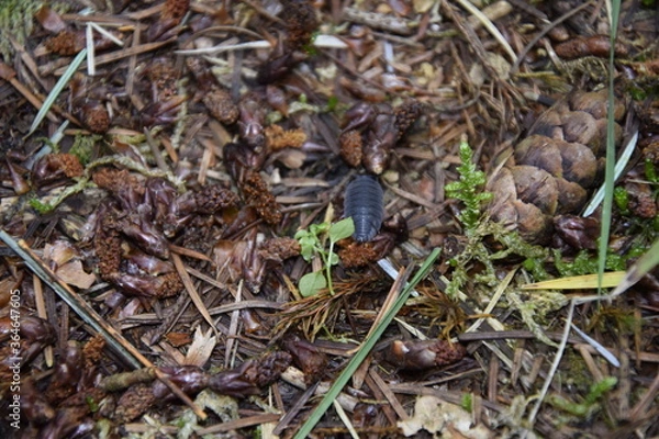 Obraz A wild sow bug surrounded brown leaves