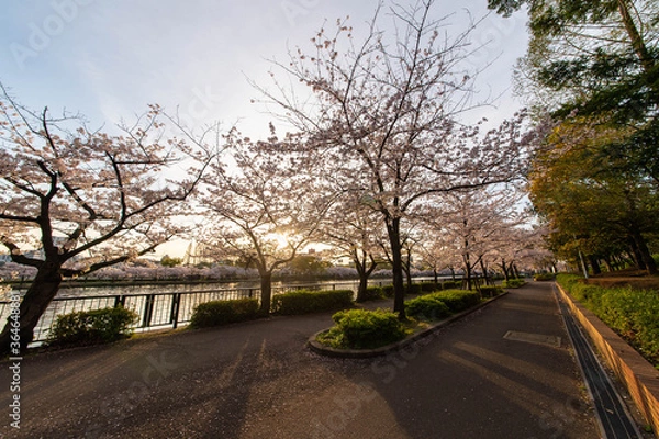 Obraz 朝日と桜と川沿いの歩道