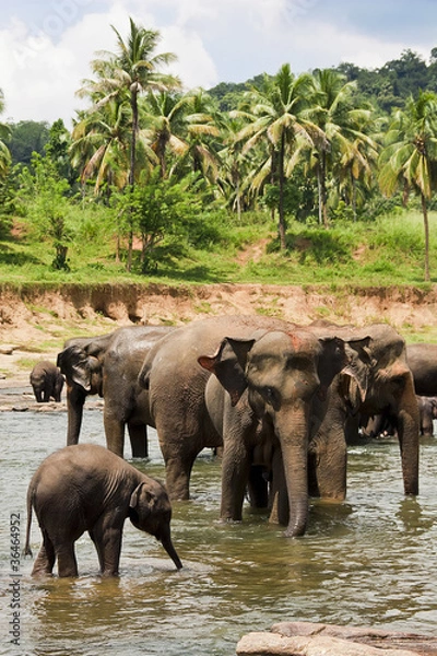 Obraz elepants bathing