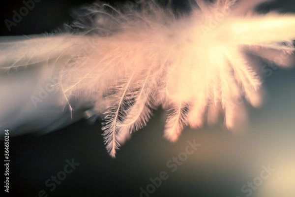 Fototapeta Beautiful bird feather texture and pattern background