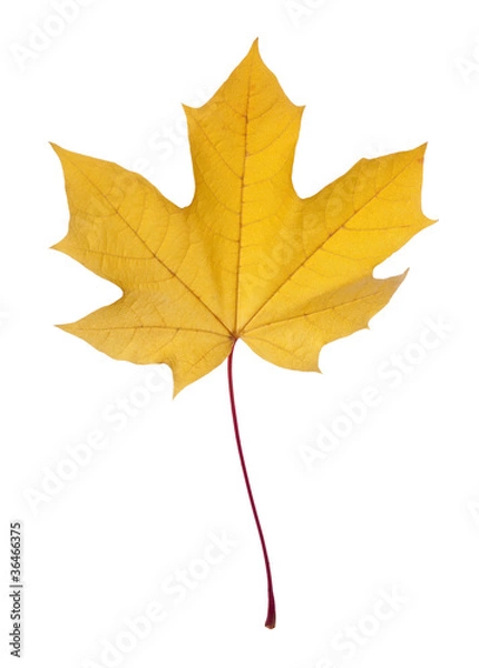 Obraz autumn maple leaf