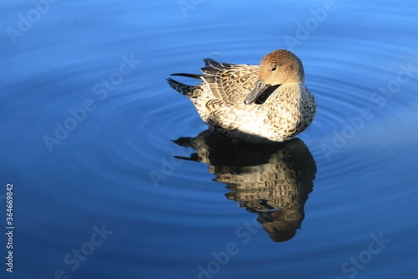 Obraz カモと波紋