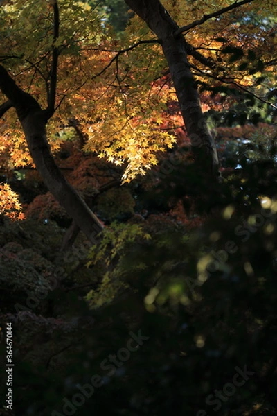 Obraz 鎌倉の黄葉