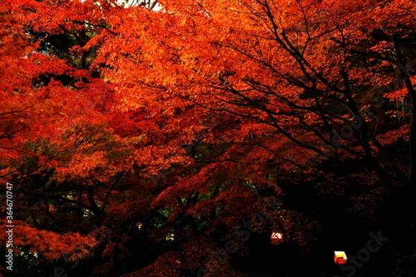 Obraz 長谷寺の紅葉