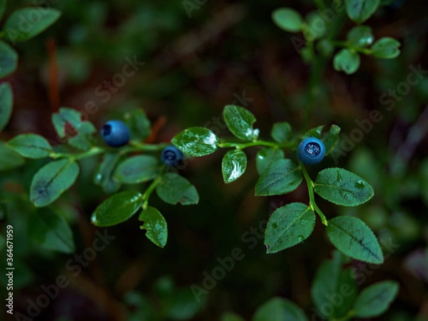 Fototapeta Ripe blueberries in the forest.Ripe blueberries. Close-up. Photographed in a forest in mid-July. Drops of past rain lie on the leaves of a shrub.