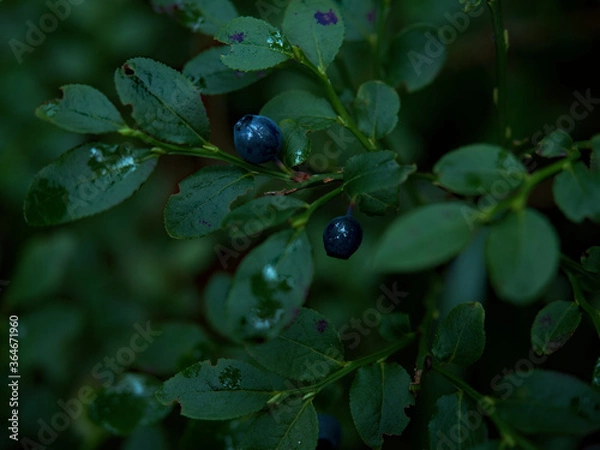 Fototapeta Ripe blueberries in the forest.Ripe blueberries. Close-up. Photographed in a forest in mid-July. Drops of past rain lie on the leaves of a shrub.