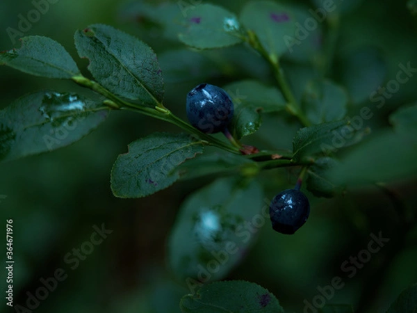Fototapeta Ripe blueberries in the forest.Ripe blueberries. Close-up. Photographed in a forest in mid-July. Drops of past rain lie on the leaves of a shrub.
