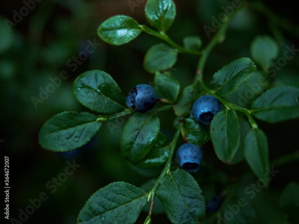 Fototapeta Ripe blueberries in the forest.Ripe blueberries. Close-up. Photographed in a forest in mid-July. Drops of past rain lie on the leaves of a shrub.