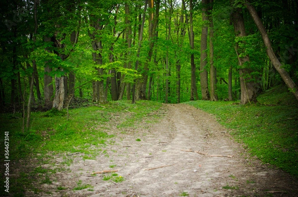 Obraz road in the forest