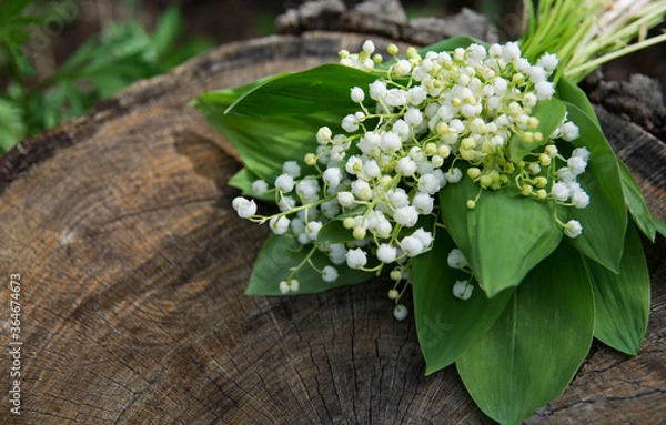Obraz Lily of the valley flowers on a stump