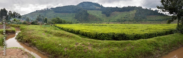 Fototapeta Tea plantation in Rwanda. Eucalyptus forest on the steep slopes is being converted into plantations. 