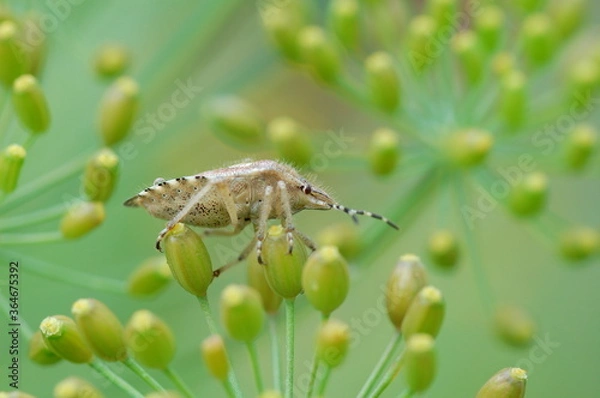 Obraz Bug on the buds