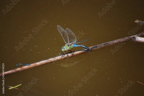 Fototapeta Dragonfly on a twig