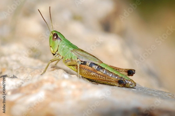 Obraz Grasshopper on a rock