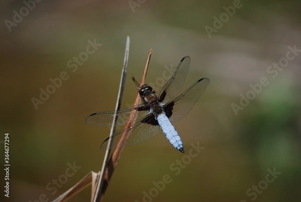 Obraz Dragonfly on a twig