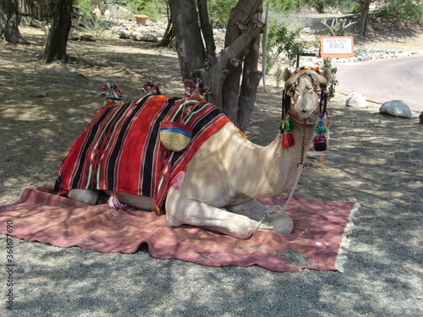 Obraz Camel on the beach