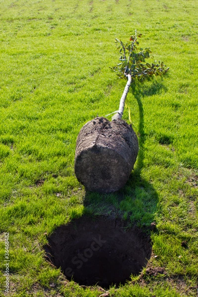 Fototapeta planting a tree