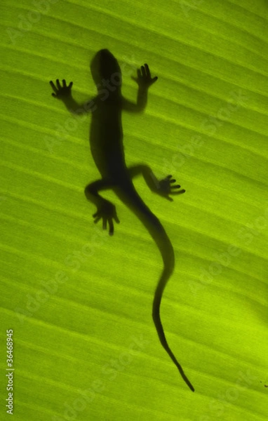 Obraz Silhouette of a gecko lizard on a green leaf