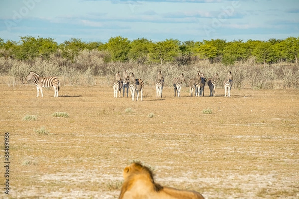 Fototapeta Young male lazy Lion lying down on the ground and looking Zebra​. Wildlife safari in the Etosha National Park, Namibia, Africa.
