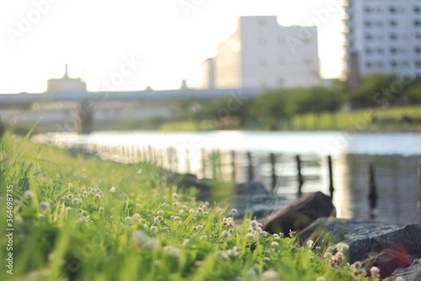 Obraz White Clover in  shores of  a river ,japan,tokyo