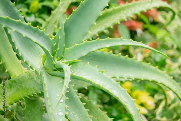 Obraz アロエのアップ